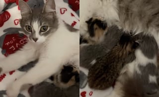 Illustration de l'article : Découverte dans un immeuble abandonné, cette jeune maman chat est désormais en sécurité pour pouponner