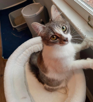 Illustration de l'article : Découverte dans un immeuble abandonné, cette jeune maman chat est désormais en sécurité pour pouponner