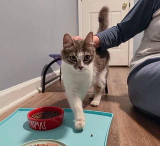 Illustration de l'article : Découverte dans un immeuble abandonné, cette jeune maman chat est désormais en sécurité pour pouponner