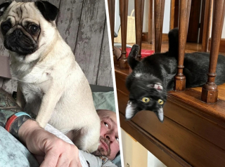 Illustration de l'article : 11 chiens et chats qui sont de véritables stars du cinéma