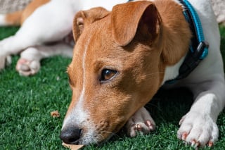 Illustration de l'article : 13 raisons pour lesquelles votre chien est votre meilleur ami