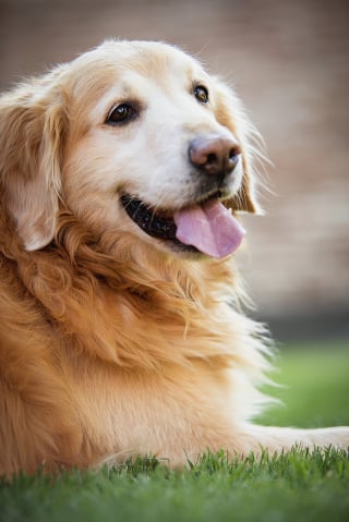Illustration de l'article : 13 raisons pour lesquelles votre chien est votre meilleur ami