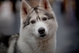 Illustration de l'article : 13 raisons pour lesquelles votre chien est votre meilleur ami
