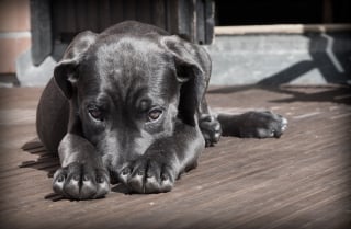 Illustration de l'article : 13 raisons pour lesquelles votre chien est votre meilleur ami