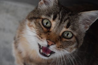 Illustration de l'article : 14 indices qui montrent à quel point votre chat vous aime