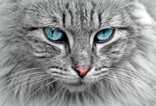 Illustration de l'article : 14 indices qui montrent à quel point votre chat vous aime