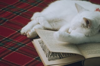 Illustration de l'article : 14 indices qui montrent à quel point votre chat vous aime