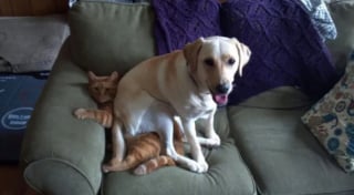 Illustration de l'article : 22 photos amusantes qui illustrent parfaitement l’amour “vache” entre les chiens et les chats
