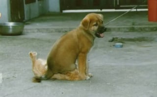 Illustration de l'article : 22 photos amusantes qui illustrent parfaitement l’amour “vache” entre les chiens et les chats