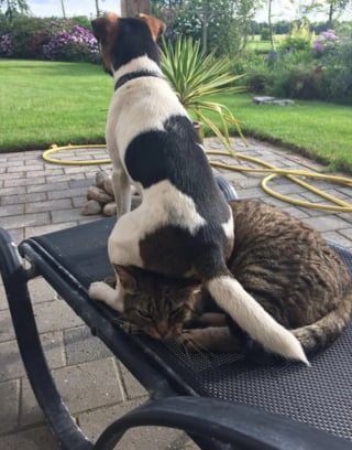 Illustration de l'article : 22 photos amusantes qui illustrent parfaitement l’amour “vache” entre les chiens et les chats