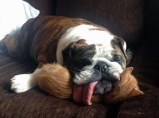 Illustration de l'article : 22 photos amusantes qui illustrent parfaitement l’amour “vache” entre les chiens et les chats