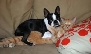 Illustration de l'article : 22 photos amusantes qui illustrent parfaitement l’amour “vache” entre les chiens et les chats