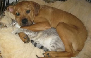 Illustration de l'article : 22 photos amusantes qui illustrent parfaitement l’amour “vache” entre les chiens et les chats