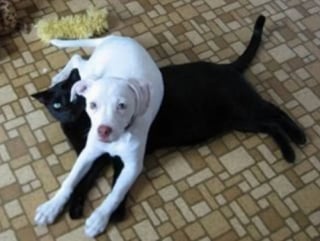 Illustration de l'article : 22 photos amusantes qui illustrent parfaitement l’amour “vache” entre les chiens et les chats