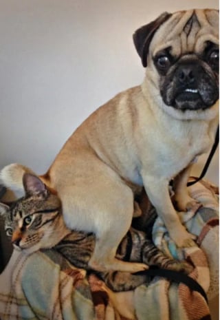 Illustration de l'article : 22 photos amusantes qui illustrent parfaitement l’amour “vache” entre les chiens et les chats