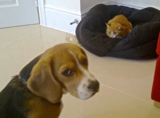 Illustration de l'article : 22 photos amusantes qui illustrent parfaitement l’amour “vache” entre les chiens et les chats