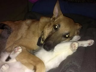 Illustration de l'article : 22 photos amusantes qui illustrent parfaitement l’amour “vache” entre les chiens et les chats