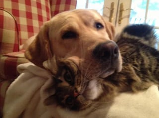 Illustration de l'article : 22 photos amusantes qui illustrent parfaitement l’amour “vache” entre les chiens et les chats