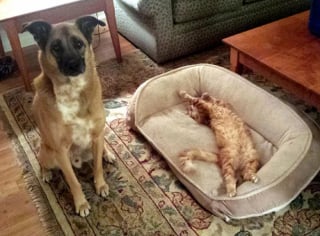 Illustration de l'article : 22 photos amusantes qui illustrent parfaitement l’amour “vache” entre les chiens et les chats