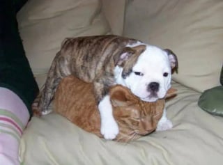 Illustration de l'article : 22 photos amusantes qui illustrent parfaitement l’amour “vache” entre les chiens et les chats