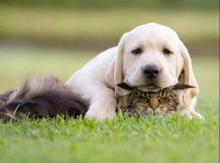 Illustration de l'article : 22 photos amusantes qui illustrent parfaitement l’amour “vache” entre les chiens et les chats