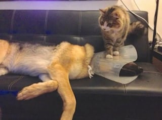 Illustration de l'article : 22 photos amusantes qui illustrent parfaitement l’amour “vache” entre les chiens et les chats