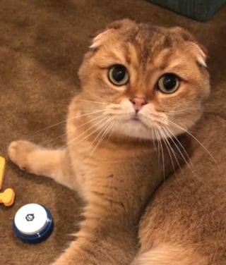 Illustration de l'article : Particulièrement fatigué, ce chat ordonne à sa maîtresse d’aller se coucher d’une façon bien surprenante (vidéo)