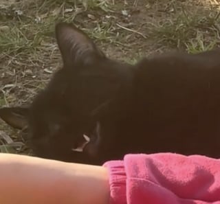 Illustration de l'article : La vidéo touchante d’un chat donnant la réplique en chanson à sa jeune maîtresse 