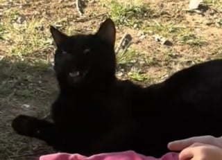 Illustration de l'article : La vidéo touchante d’un chat donnant la réplique en chanson à sa jeune maîtresse 