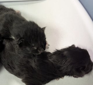 Illustration de l'article : Découverts dans une poubelle, ces 4 chatons avaient encore leur cordon ombilical attaché