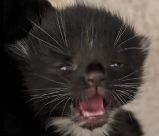 Illustration de l'article : Découverts dans une poubelle, ces 4 chatons avaient encore leur cordon ombilical attaché