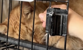 Illustration de l'article : Ce chat rejeté par sa famille car il était en surpoids s’apprête à découvrir sa nouvelle vie (vidéo)