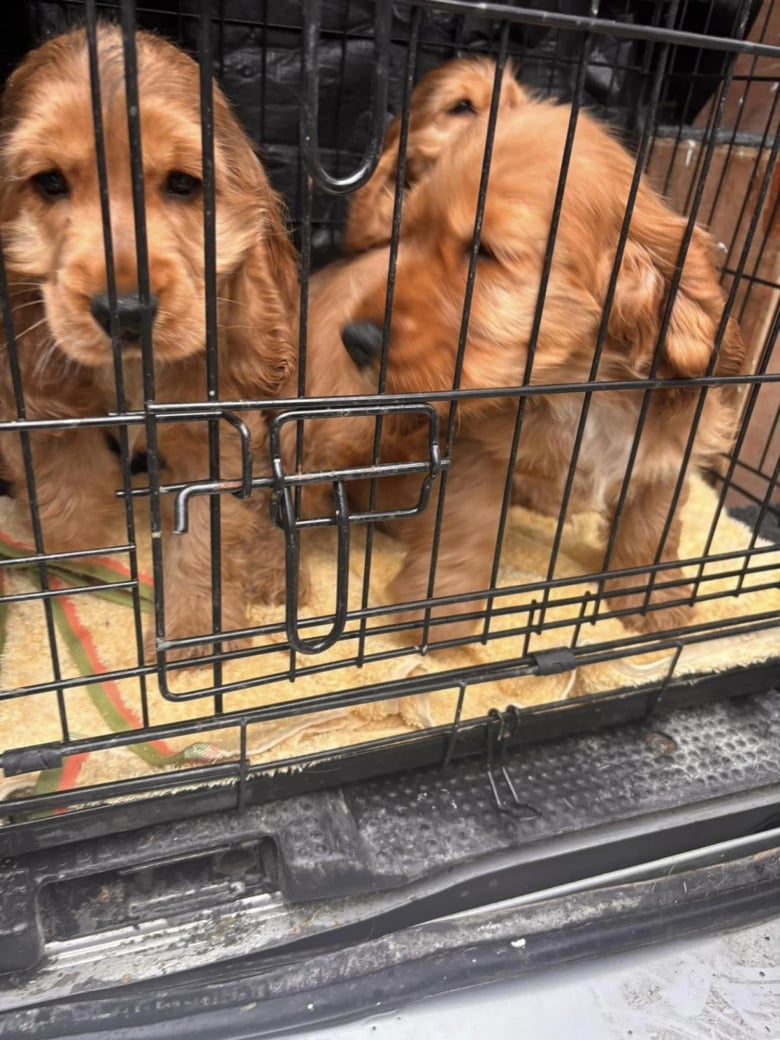 Illustration de l'article : 22 Cockers Anglais, négligés et malades, sauvés d’un élevage grâce à la mobilisation des membres d’une association 