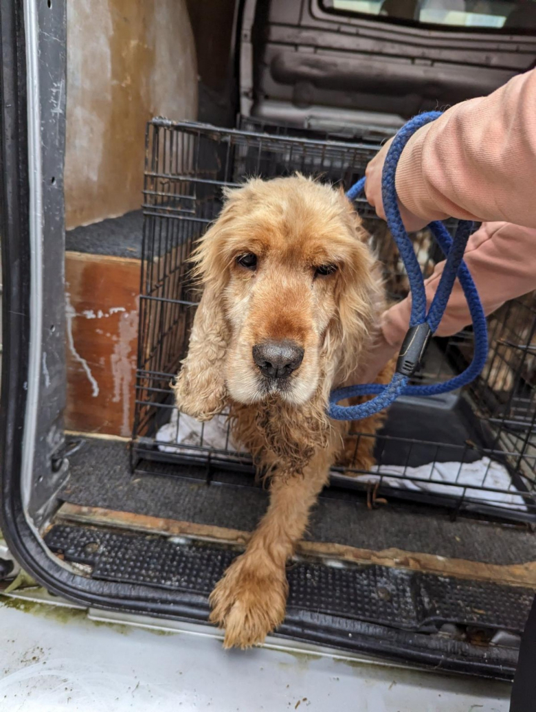 Illustration de l'article : 22 Cockers Anglais, négligés et malades, sauvés d’un élevage grâce à la mobilisation des membres d’une association 