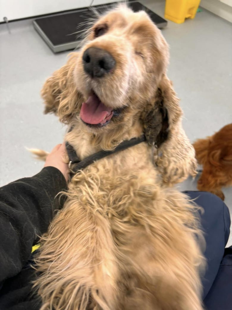 Illustration de l'article : 22 Cockers Anglais, négligés et malades, sauvés d’un élevage grâce à la mobilisation des membres d’une association 