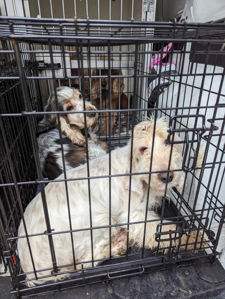 Illustration de l'article : 22 Cockers Anglais, négligés et malades, sauvés d’un élevage grâce à la mobilisation des membres d’une association 