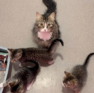 Illustration de l'article : L'adoption d'un chaton par une femme en entraîne 3 autres par un couple d'amis qui ne prévoyait pas d'être autre chose que famille d'accueil