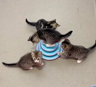 Illustration de l'article : L'adoption d'un chaton par une femme en entraîne 3 autres par un couple d'amis qui ne prévoyait pas d'être autre chose que famille d'accueil