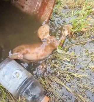 Illustration de l'article : Il sauve un chaton d’un baril d’eau sale sur un chantier, sans imaginer le lien qui allait naître