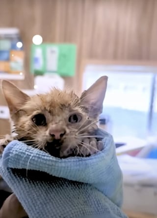 Illustration de l'article : Il sauve un chaton d’un baril d’eau sale sur un chantier, sans imaginer le lien qui allait naître