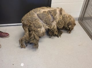 Illustration de l'article : Ce Labradoodle ressemblant à un crustacé géant à cause de la négligence renoue avec sa beauté canine originelle et l'espoir après son sauvetage 