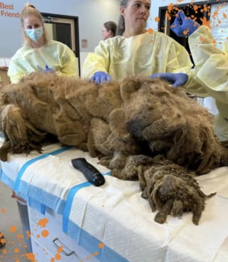 Illustration de l'article : Ce Labradoodle ressemblant à un crustacé géant à cause de la négligence renoue avec sa beauté canine originelle et l'espoir après son sauvetage 
