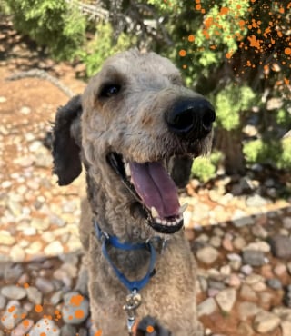 Illustration de l'article : Ce Labradoodle ressemblant à un crustacé géant à cause de la négligence renoue avec sa beauté canine originelle et l'espoir après son sauvetage 