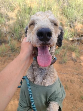Illustration de l'article : Ce Labradoodle ressemblant à un crustacé géant à cause de la négligence renoue avec sa beauté canine originelle et l'espoir après son sauvetage 