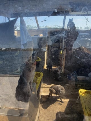 Illustration de l'article : Vivant seuls sur un bateau dans des conditions déplorables, 23 chats reçoivent l’aide providentielle de sauveteurs