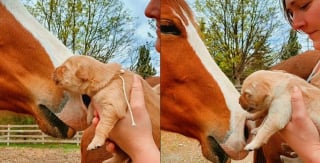 Illustration de l'article : Des chiots nouveau-nés en pleine découverte du monde sont présentés à des chevaux qui se prêtent gentiment au jeu (vidéo)