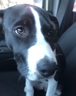 Illustration de l'article : La tristesse d'une chienne lors d'un trajet en voiture qu'elle prend pour un nouvel abandon laisse place à la joie en découvrant la destination (vidéo)