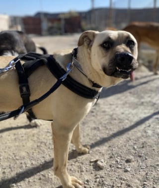 Illustration de l'article : Ce chien ayant toujours vécu en refuge espère rencontrer la personne qui lui fera découvrir le bonheur de la vie de famille