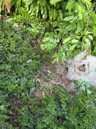 Illustration de l'article : Cachés dans un épais buisson, ces 3 chiens ont échappé aux sauveteurs avant de pouvoir être réconfortés et soignés 