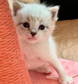 Illustration de l'article : Terrifiée par les humains, cette maman de 4 chatons a mis des semaines avant de s’autoriser à faire confiance